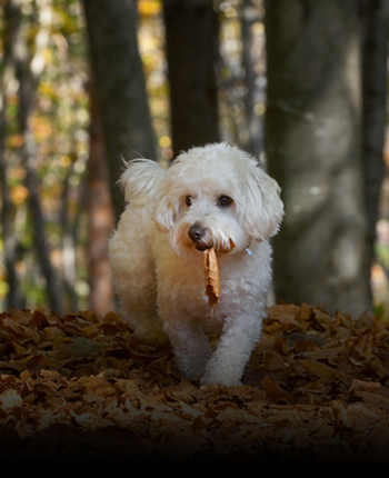 반려동물이미지